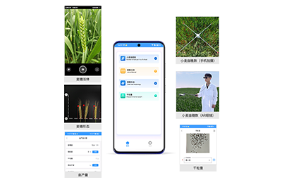 通州区小麦亩穗数分析仪IN-XM02